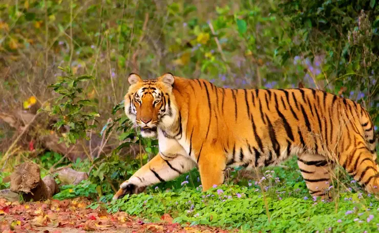 corbett tiger